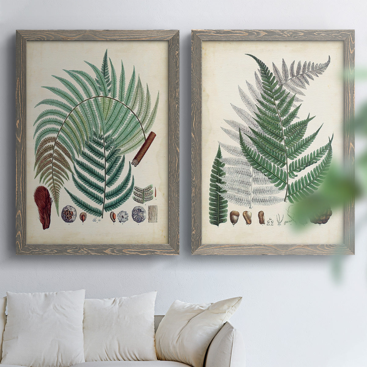 Set of two gray barnwood framed canvas prints depicting varied green fronds, roots, spores, and archival labels arranged across two complementary compositions above a sofa in a bright living space.