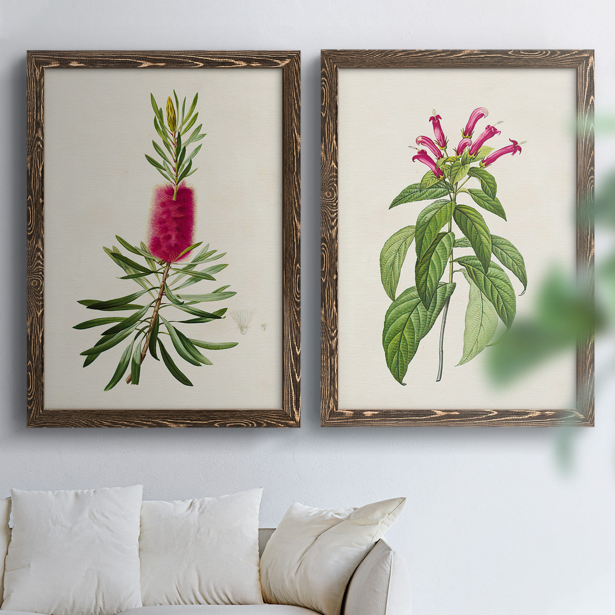 Set of two walnut barnwood framed canvas prints depicting peonies thistles leafy stems and archival cream paper arranged across two complementary compositions above a sofa in a bright living space.