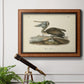 Audubons Brown Pelican - Ornate Framed Canvas Print