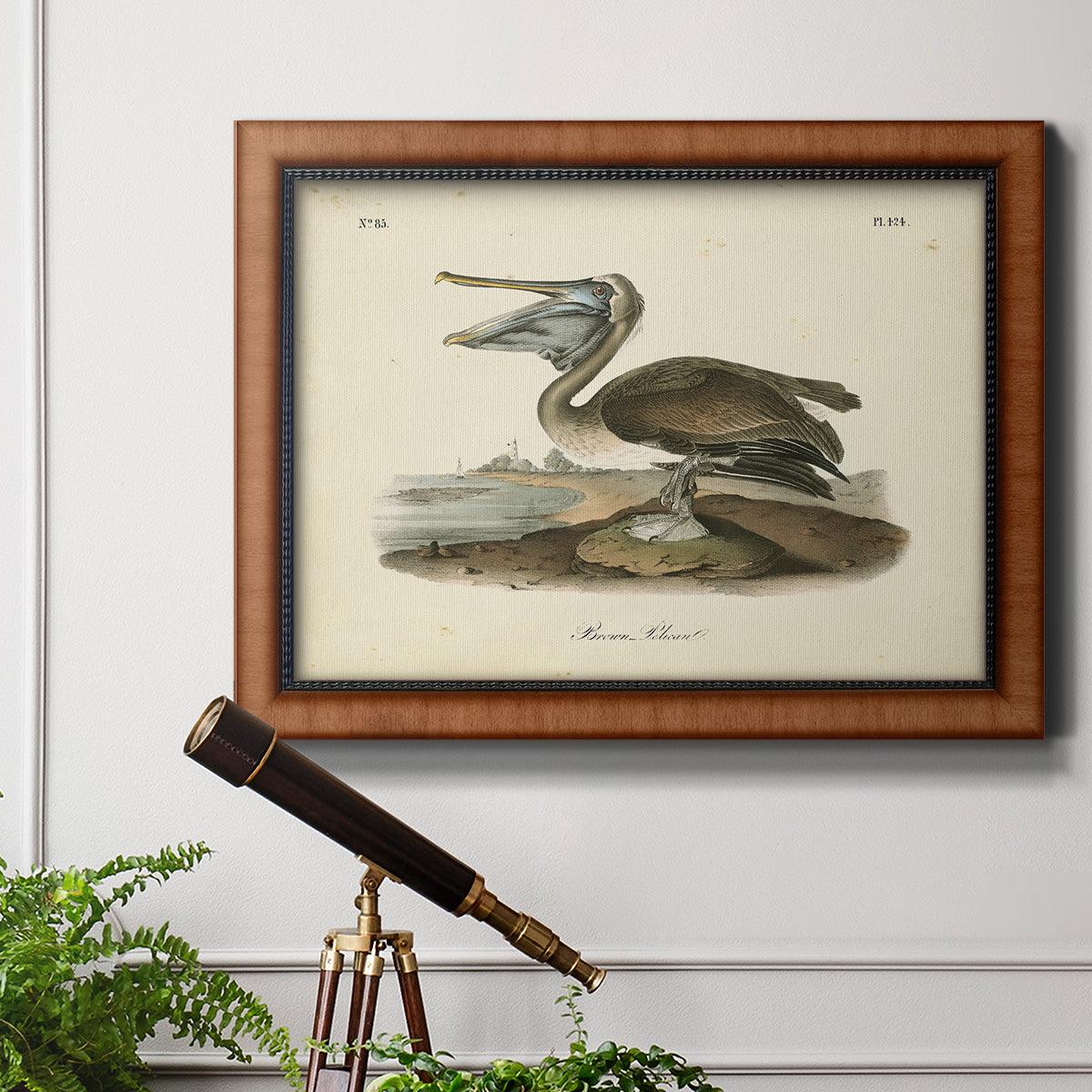 Audubons Brown Pelican - Ornate Framed Canvas Print