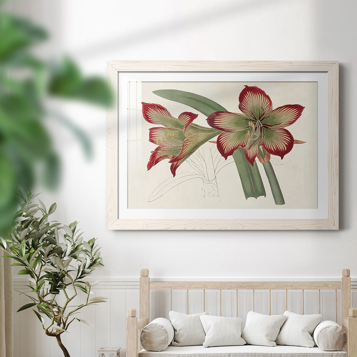 Amaryllis Varietals IV-Premium Framed Print - Ready to Hang