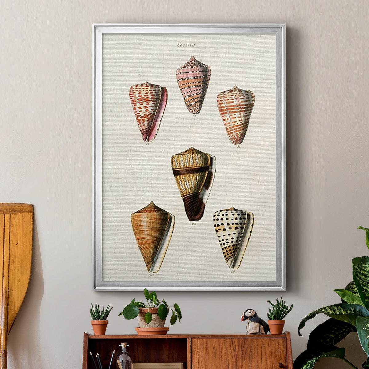 Cone Shell Collection IV - Modern Framed Canvas Print
