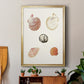 Pastel Knorr Shells VIII - Modern Framed Canvas Print