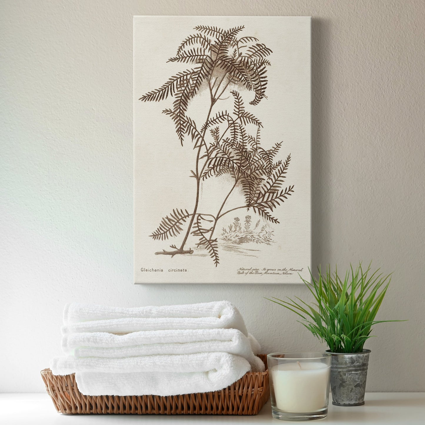 Sepia Fern Varieties III Premium Gallery Wrapped Canvas - Ready to Hang