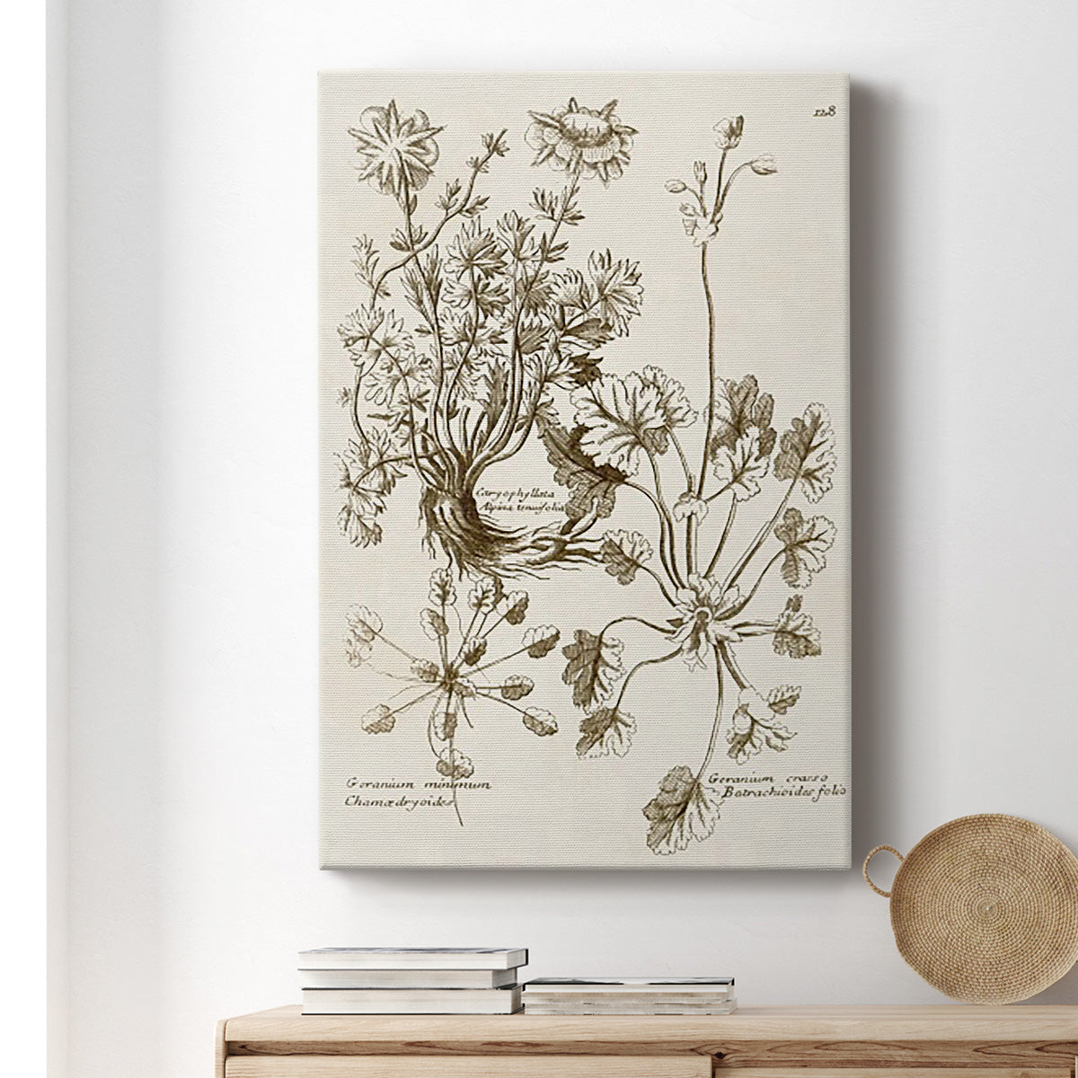 Sepia Botanical Journal IX - Canvas Art Print