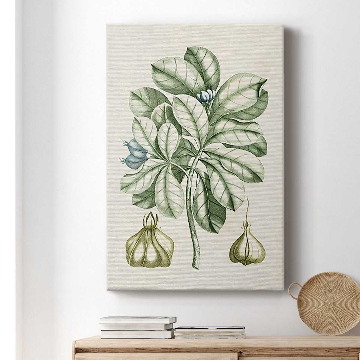 Buchoz Tropicals IX - Canvas Art Print