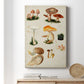 Mushroom Species IV - Canvas Art Print