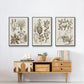 Sepia Botanical Journal VI - Framed Premium Gallery Wrapped Canvas L Frame 3 Piece Set - Ready to Hang