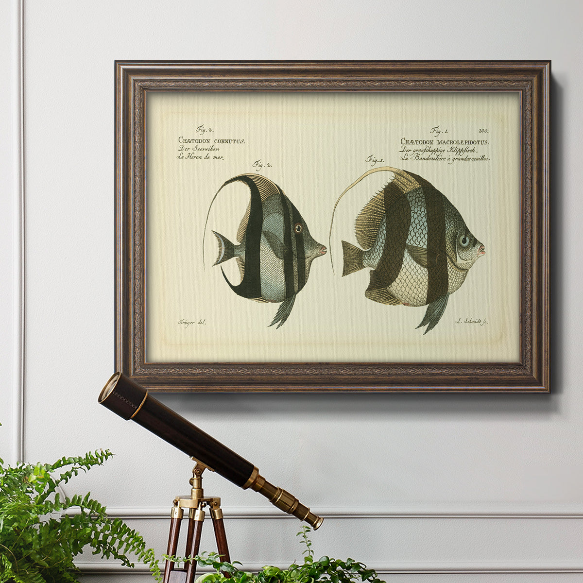 Bloch Antique Fish I Premium Framed Canvas- Ready to Hang