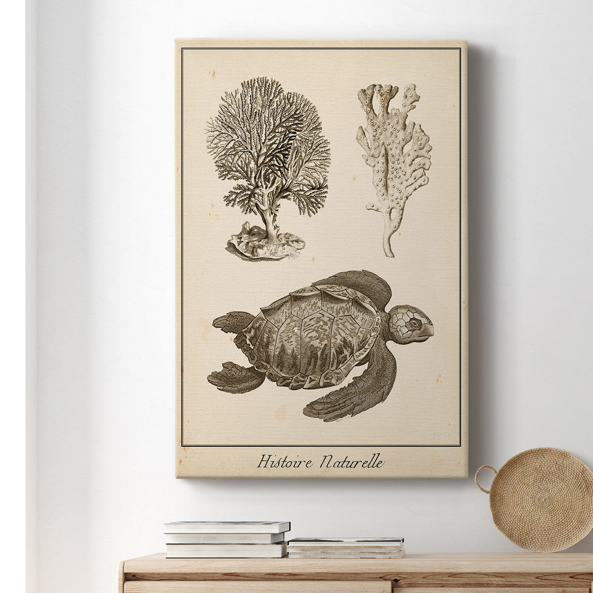 Sea Turtle Study I - Canvas Art Print