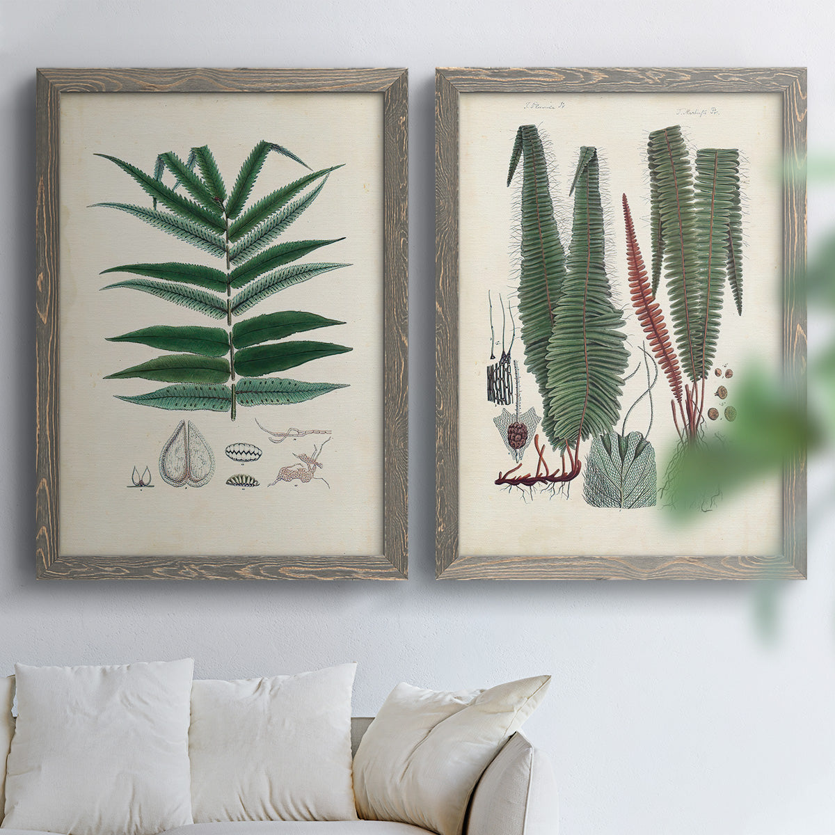 Set of two gray barnwood framed canvas prints depicting varied green fronds, roots, spores, and archival labels arranged across two complementary compositions above a sofa in a bright living space.