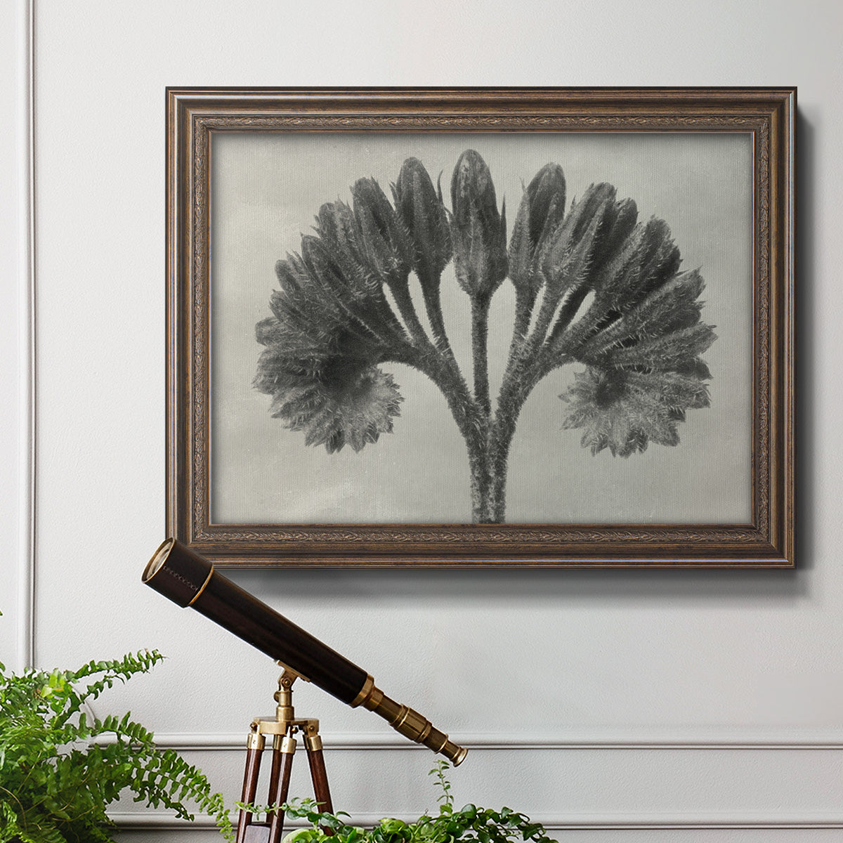 Vintage botanical plant study photograph by Karl Blossfeldt in an ornate traditional bronze frame displayed in a light-toned interior setting.