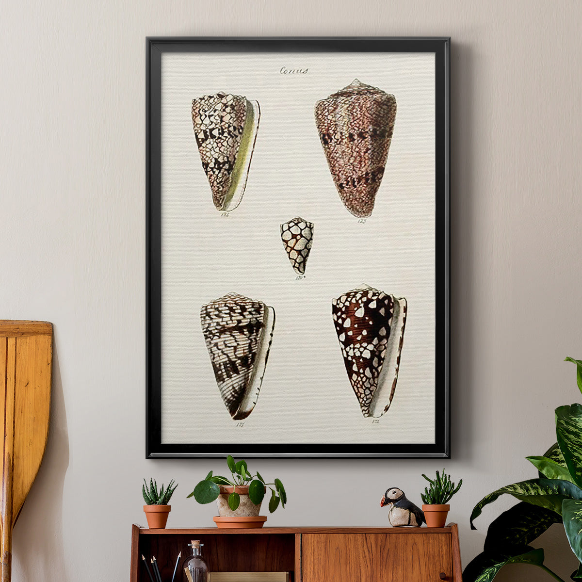Cone Shell Collection III - Modern Framed Canvas Print