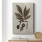 Arbor Specimen VI Premium Gallery Wrapped Canvas - Ready to Hang