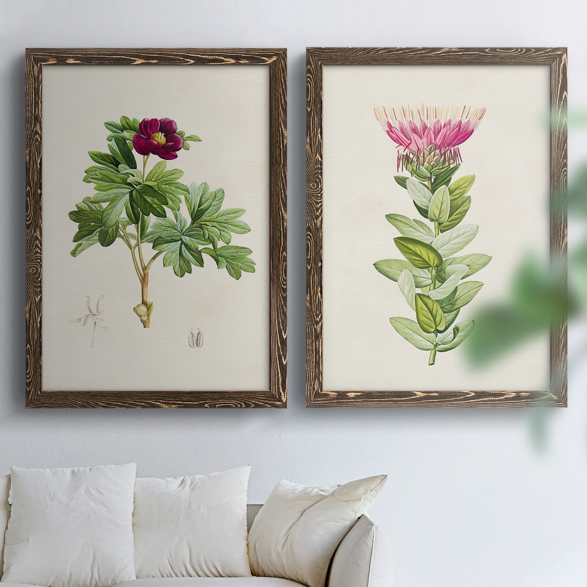 Set of two walnut barnwood framed canvas prints depicting peonies thistles leafy stems and archival cream paper arranged across two complementary compositions above a sofa in a bright living space.