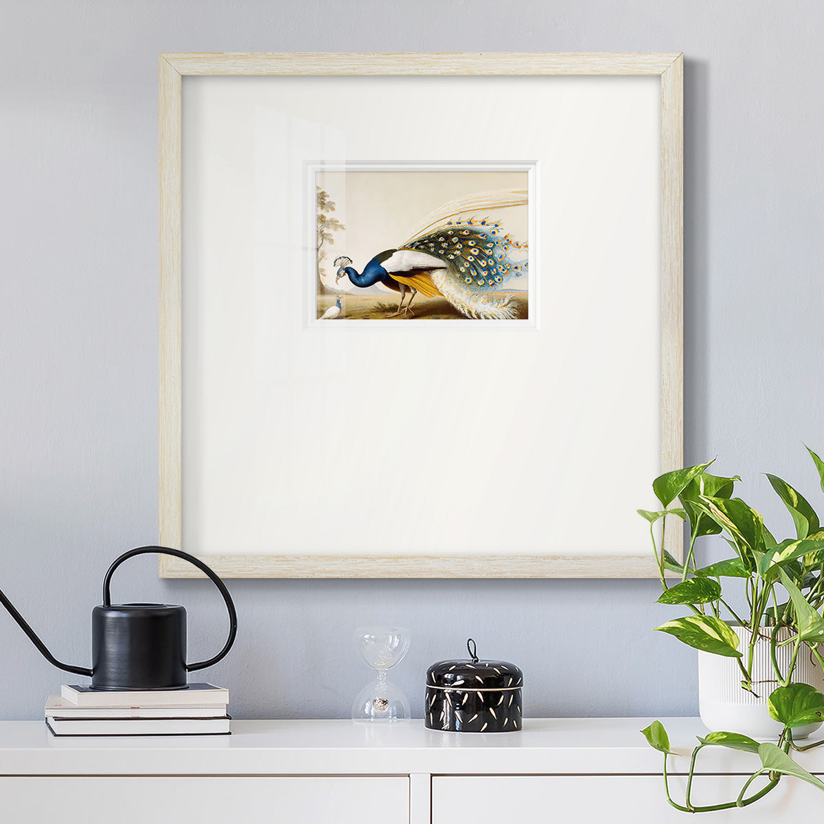 Golden Peacock Premium Framed Print Double Matboard