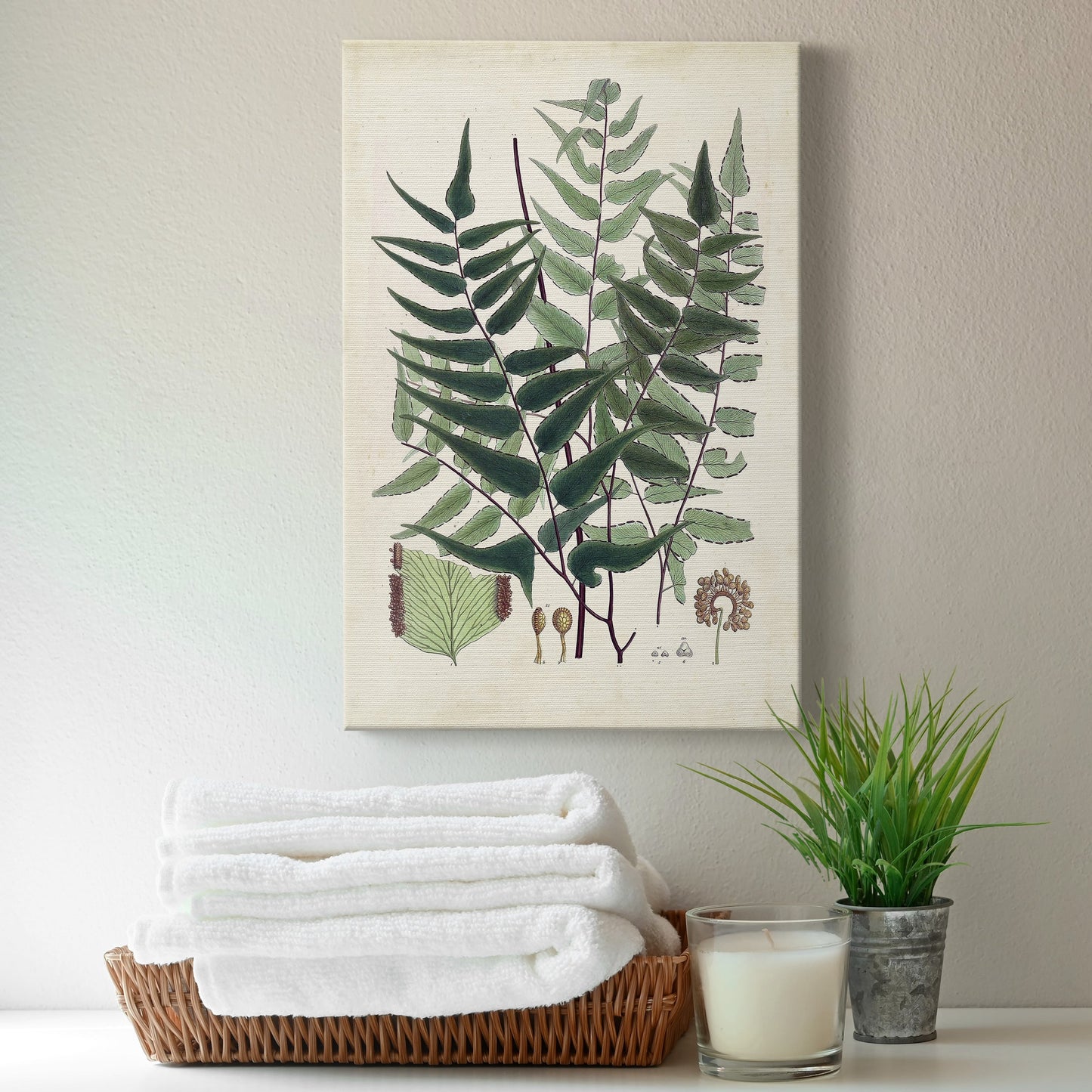 Collected Ferns VII Premium Gallery Wrapped Canvas - Ready to Hang