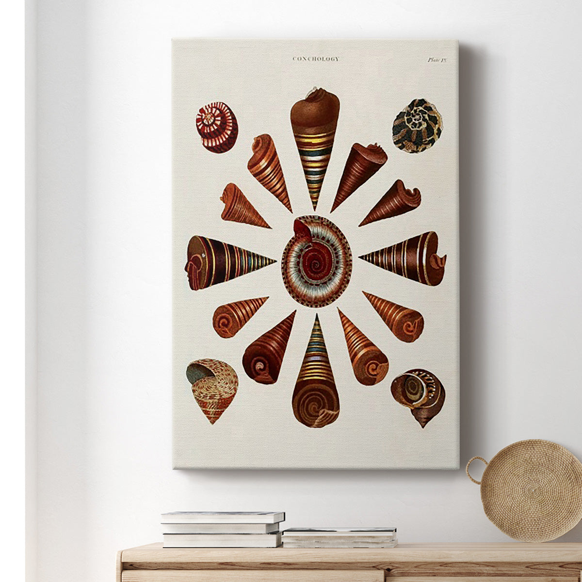 Spiral Shell Formation IV Premium Gallery Wrapped Canvas - Ready to Hang