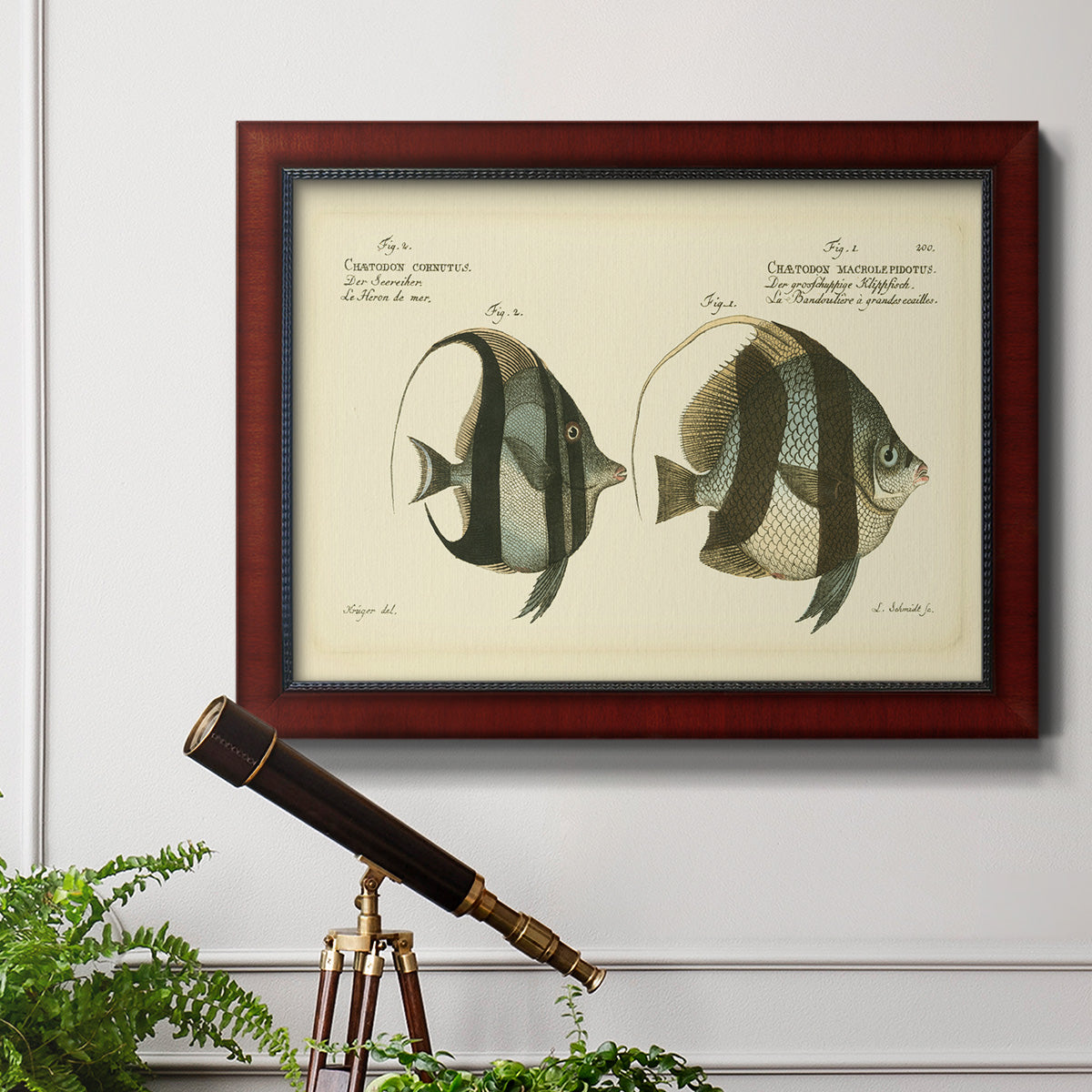 Bloch Antique Fish I Premium Framed Canvas- Ready to Hang