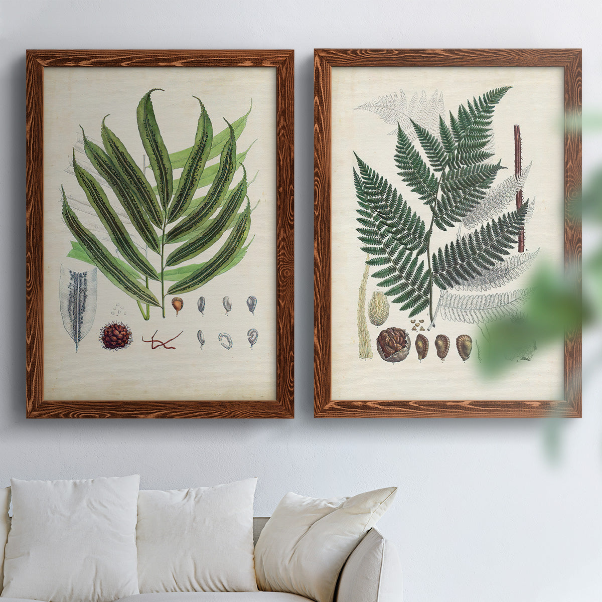 Set of two maple barnwood framed canvas prints depicting varied green fronds, roots, spores, and archival labels arranged across two complementary compositions above a sofa in a bright living space.