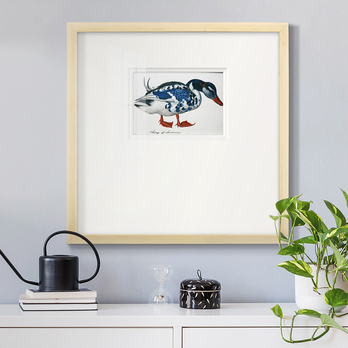 Blue Mallard Premium Framed Print Double Matboard