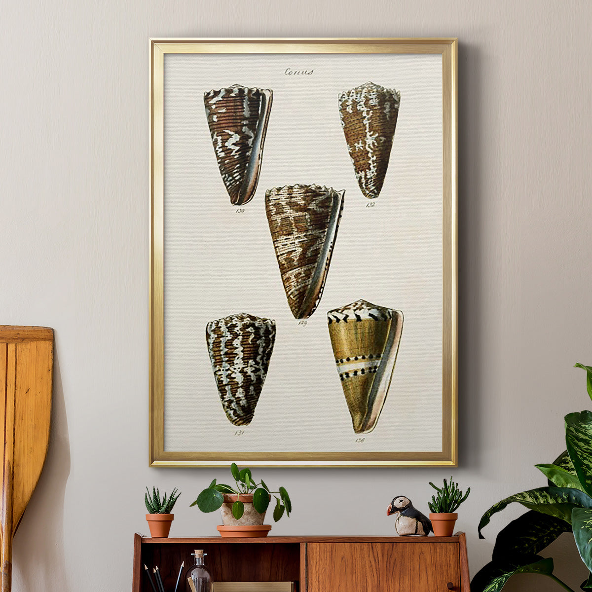 Cone Shell Collection V - Modern Framed Canvas Print