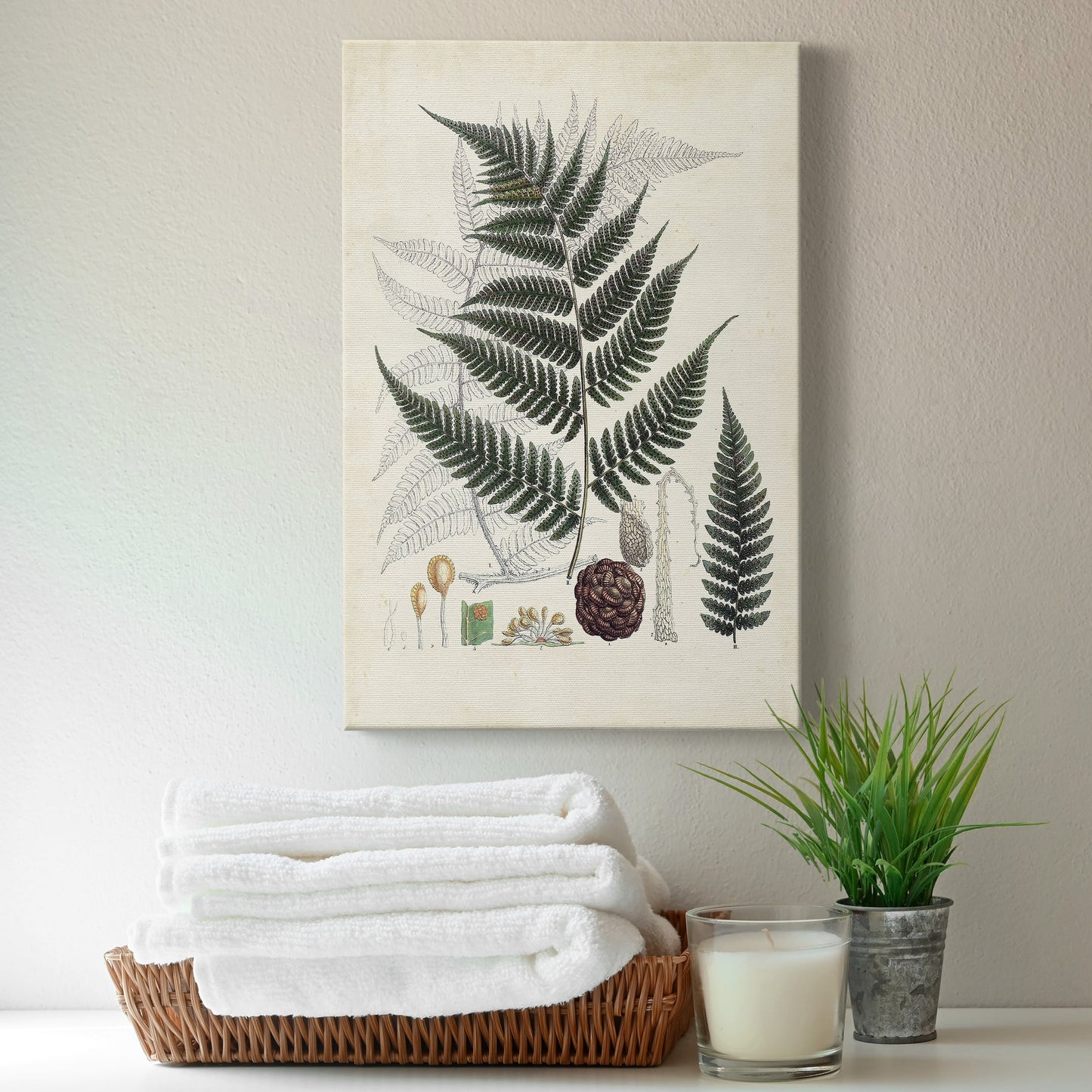 Collected Ferns VI Premium Gallery Wrapped Canvas - Ready to Hang