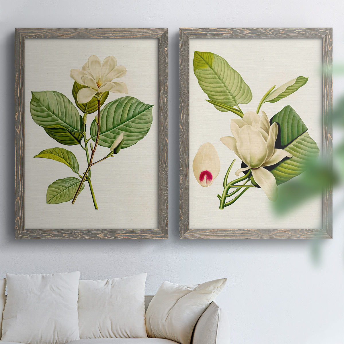 Set of two gray barnwood framed canvas prints depicting large pale petals, leafy branches, and soft watercolor shading arranged across two complementary compositions above a sofa in a bright living space.