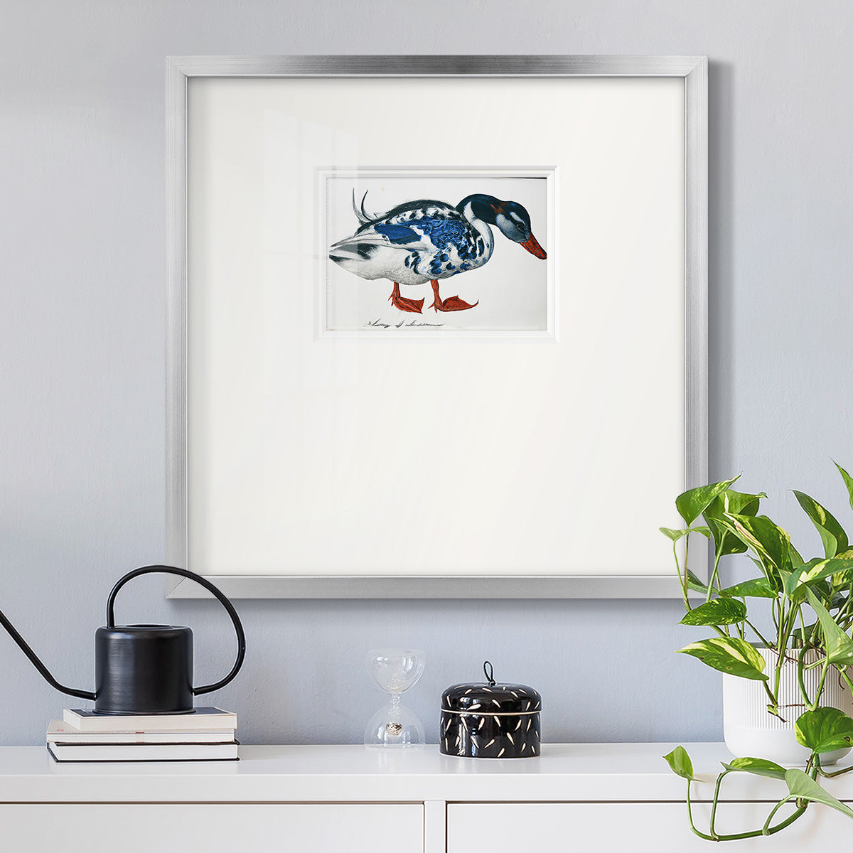 Blue Mallard Premium Framed Print Double Matboard