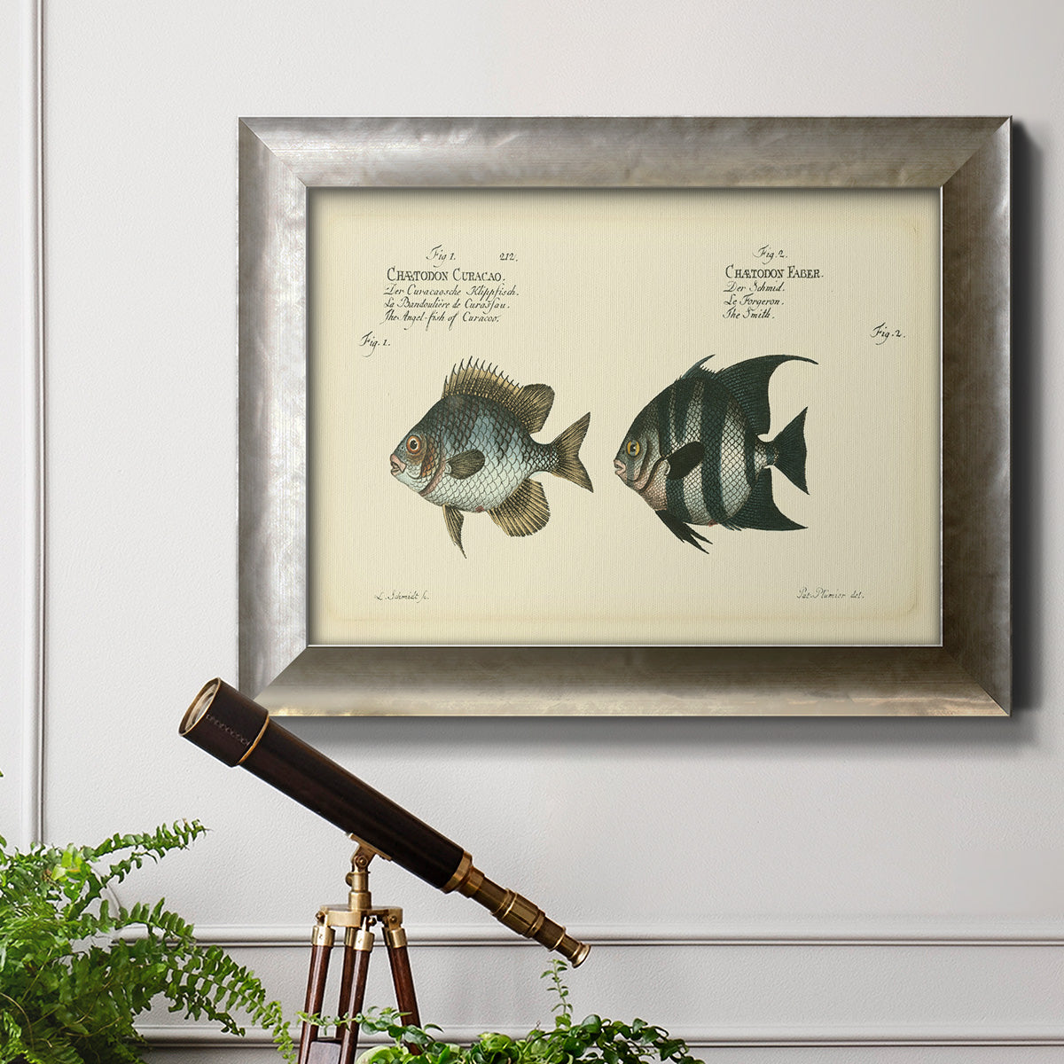 Bloch Antique Fish II Premium Framed Canvas- Ready to Hang