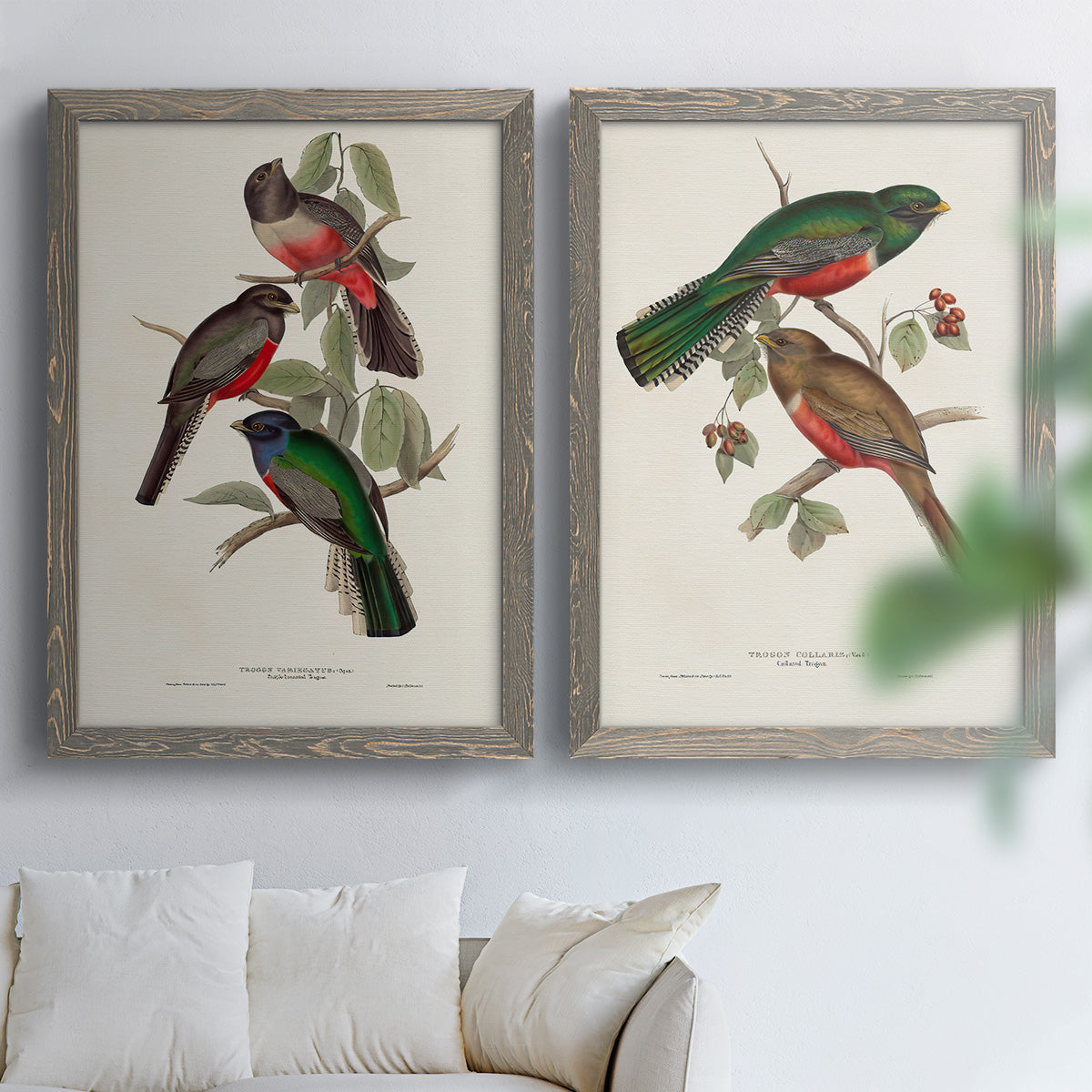 Elegant Trogons V - Premium Framed Canvas 2 Piece Set - Ready to Hang