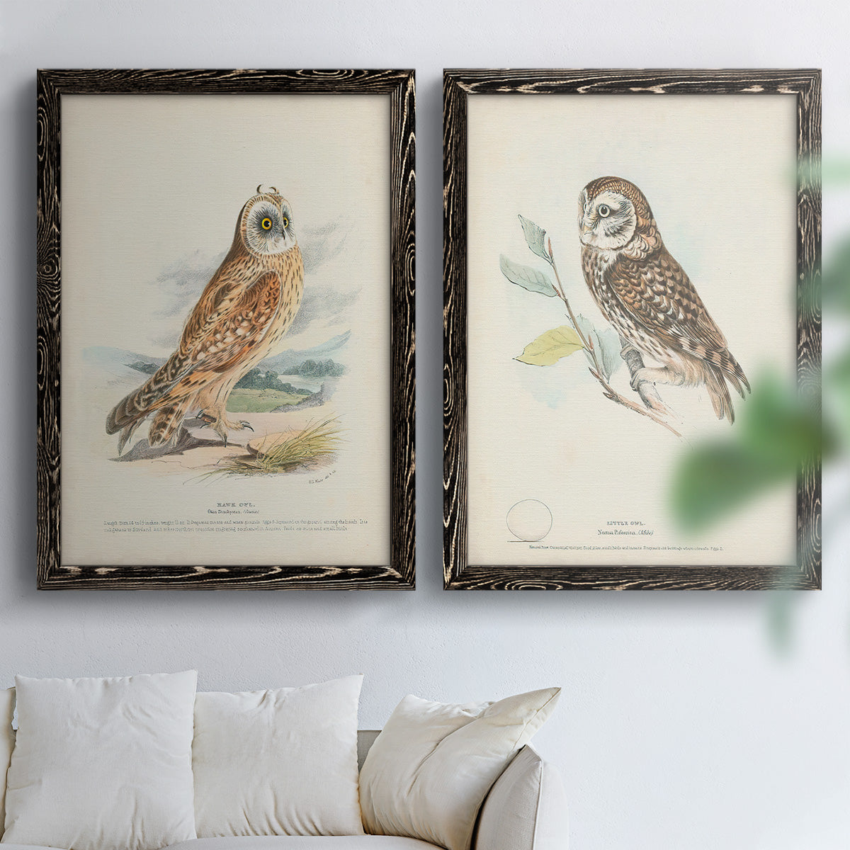 Hawk Owl - Premium Framed Canvas 2 Piece Set - Ready to Hang