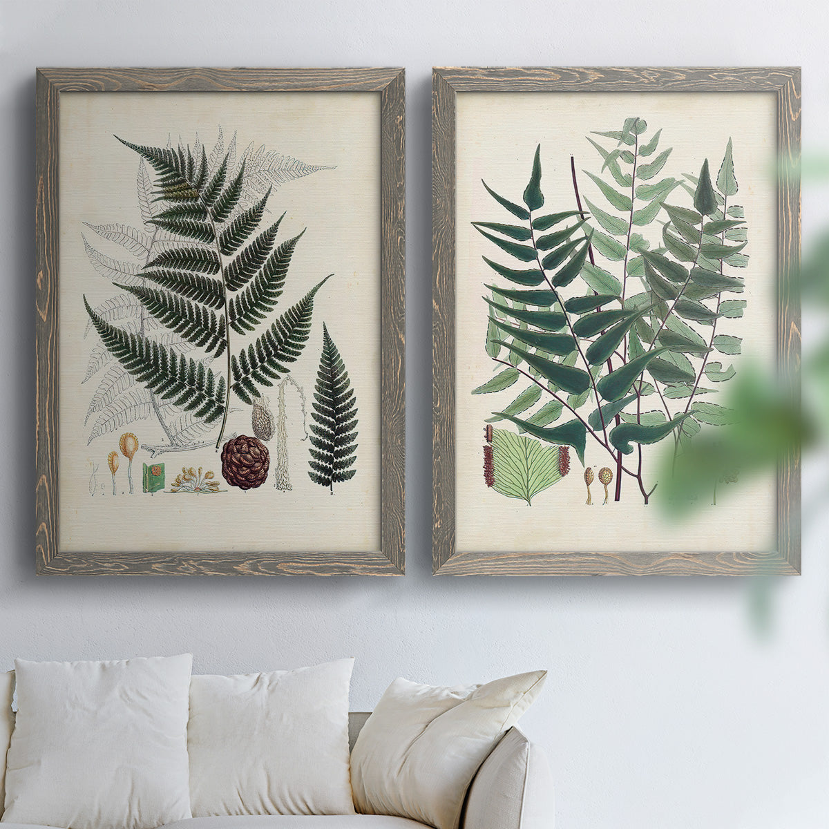 Set of two gray barnwood framed canvas prints depicting varied green fronds, roots, spores, and archival labels arranged across two complementary compositions above a sofa in a bright living space.
