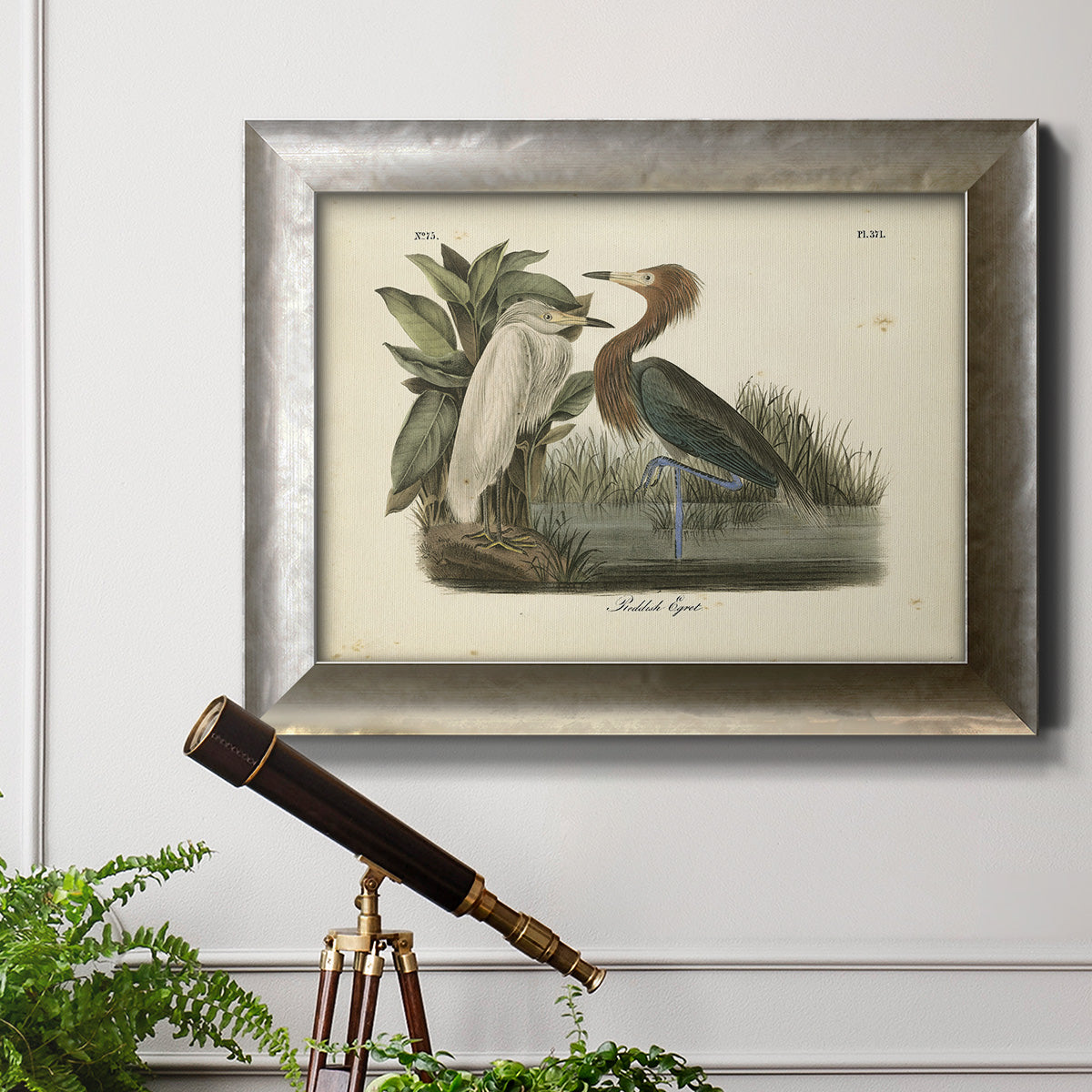 Audubons Reddish Egret Premium Framed Canvas- Ready to Hang