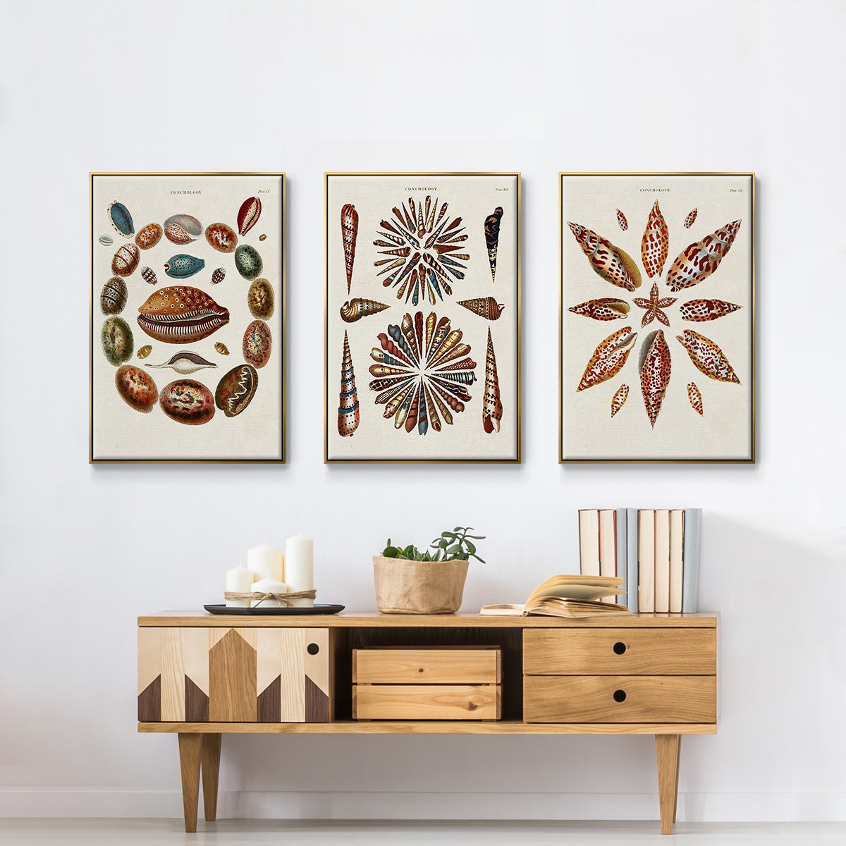 Spiral Shell Formation I - Framed Premium Gallery Wrapped Canvas L Frame 3 Piece Set - Ready to Hang