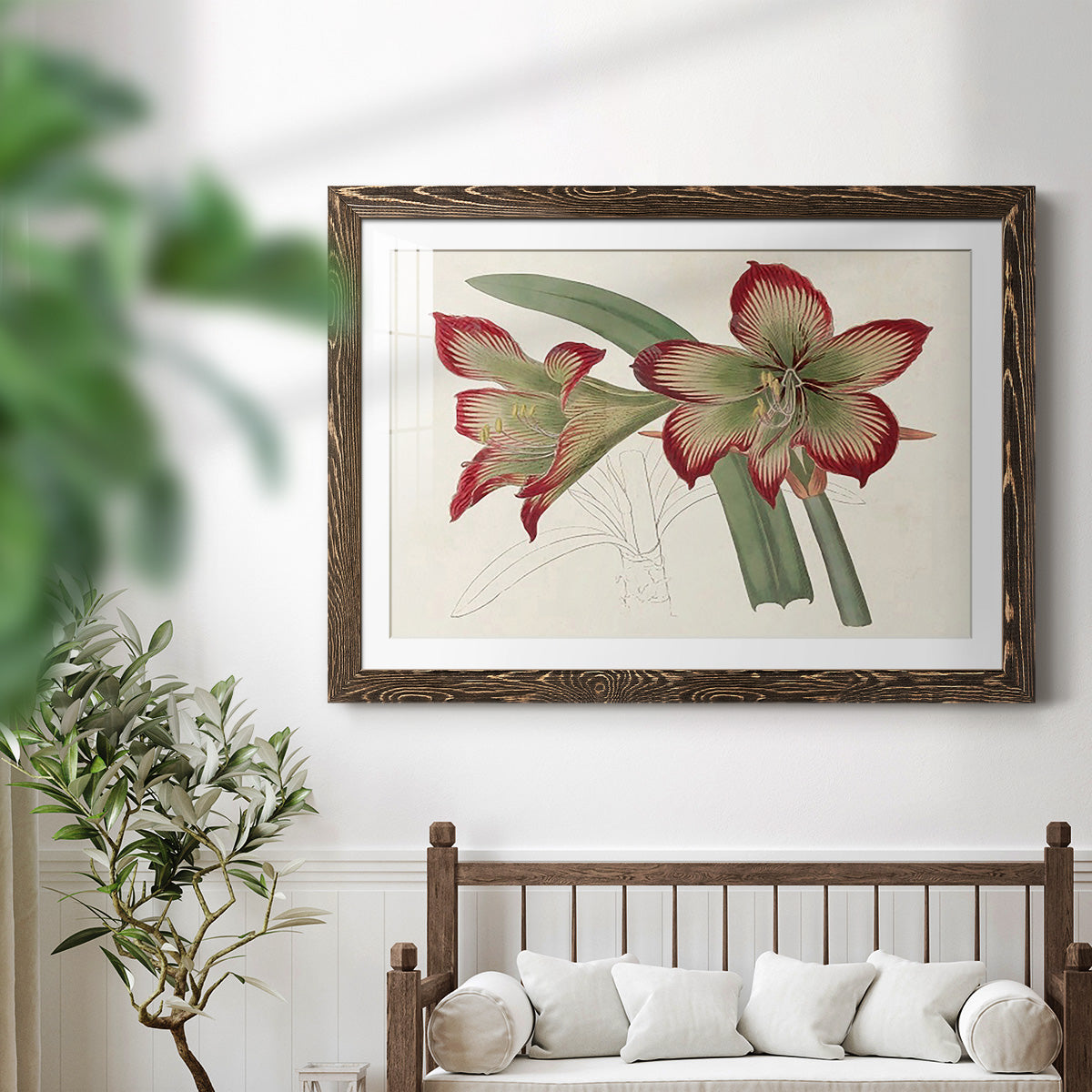 Amaryllis Varietals IV-Premium Framed Print - Ready to Hang