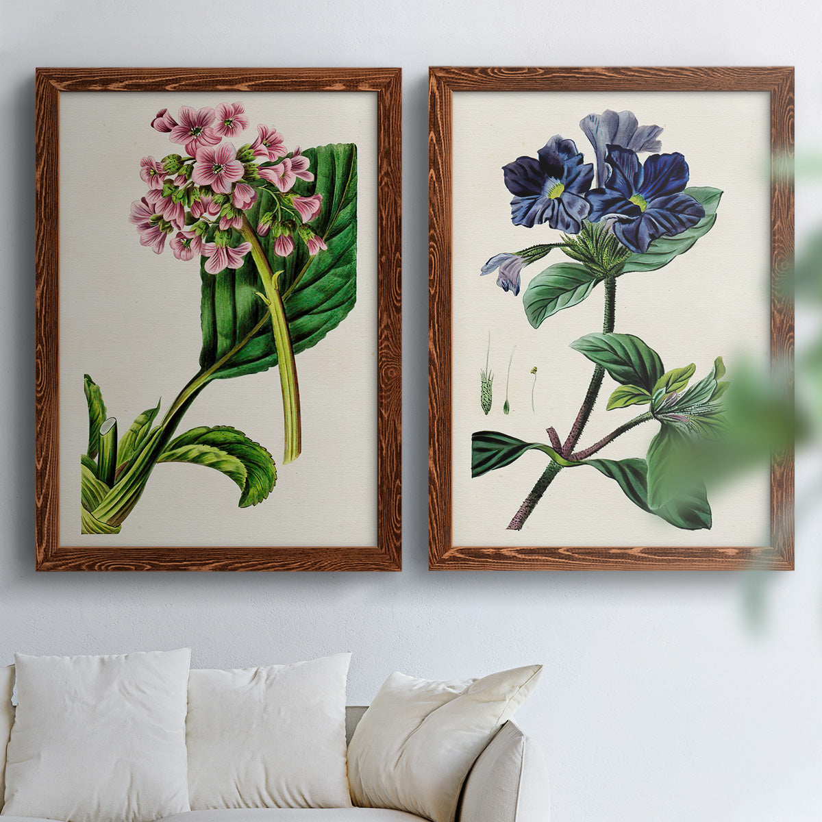Set of two maple barnwood framed canvas prints depicting detailed blossoms, leaves, roots, and archival cream grounds arranged across two complementary compositions above a sofa in a bright living space.
