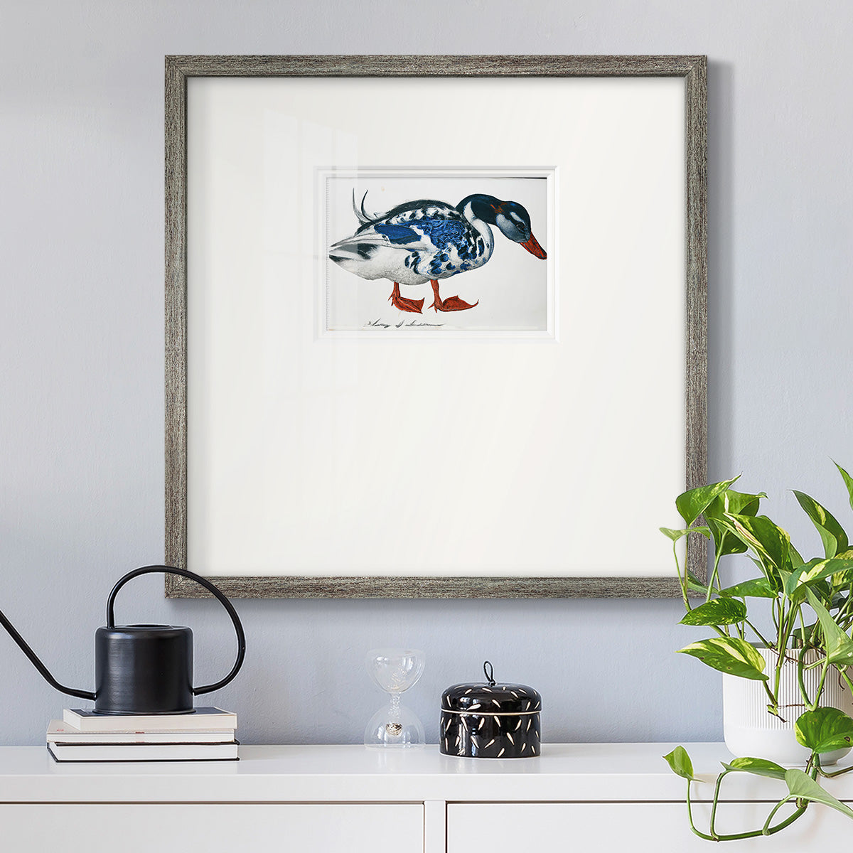 Blue Mallard Premium Framed Print Double Matboard