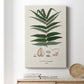 Botanical Society Ferns XII - Canvas Art Print