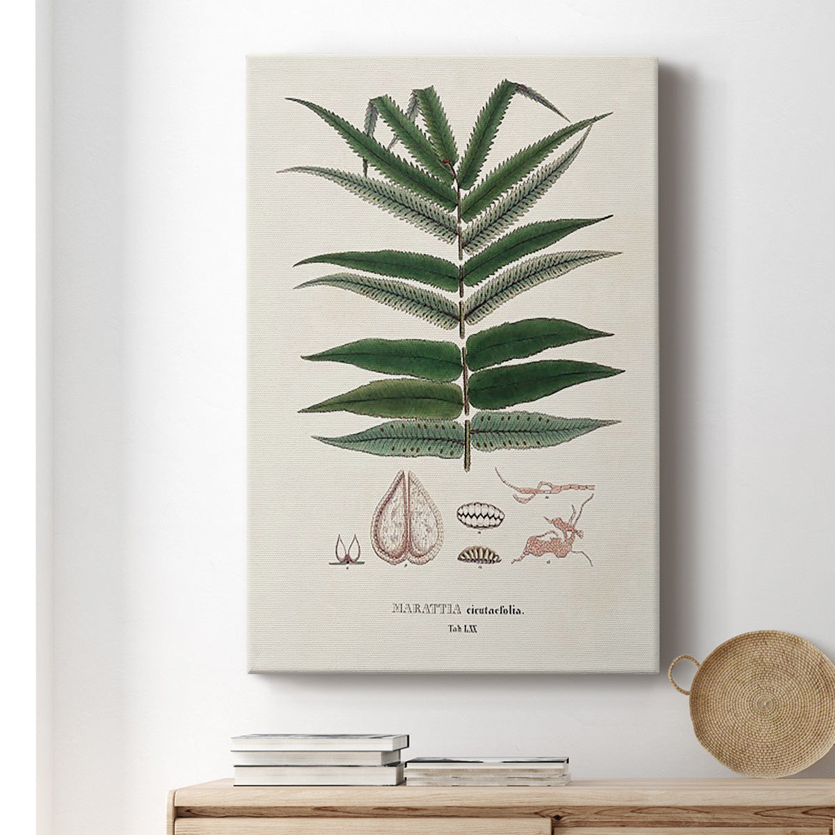 Botanical Society Ferns XII - Canvas Art Print