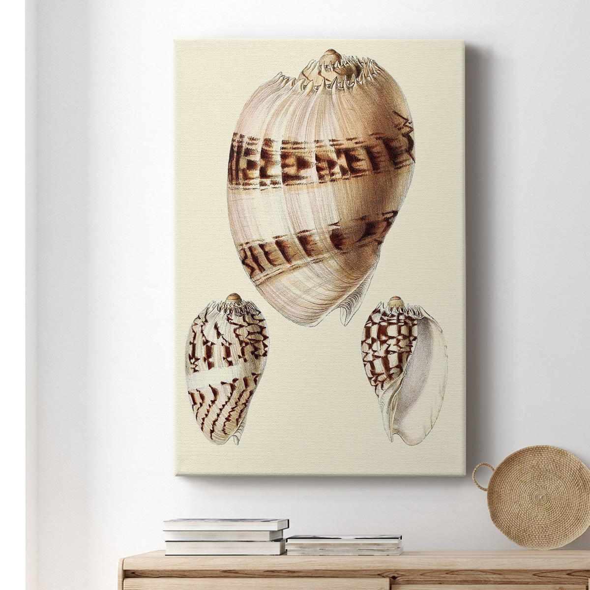 Splendid Shells V Premium Gallery Wrapped Canvas - Ready to Hang