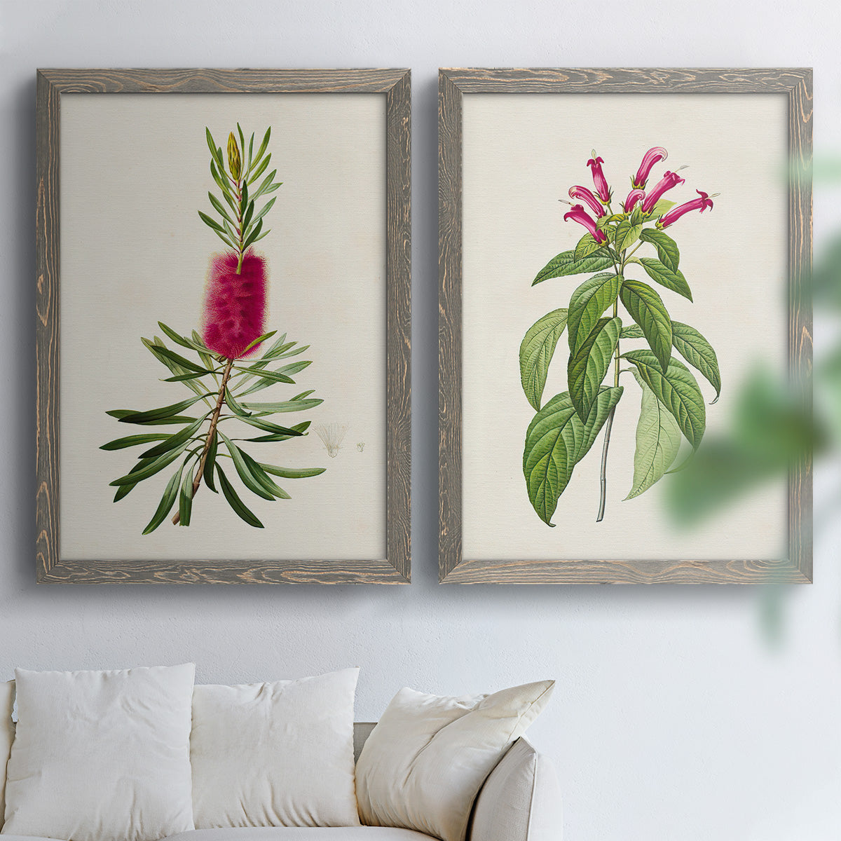 Set of two gray barnwood framed canvas prints depicting peonies thistles leafy stems and archival cream paper arranged across two complementary compositions above a sofa in a bright living space.