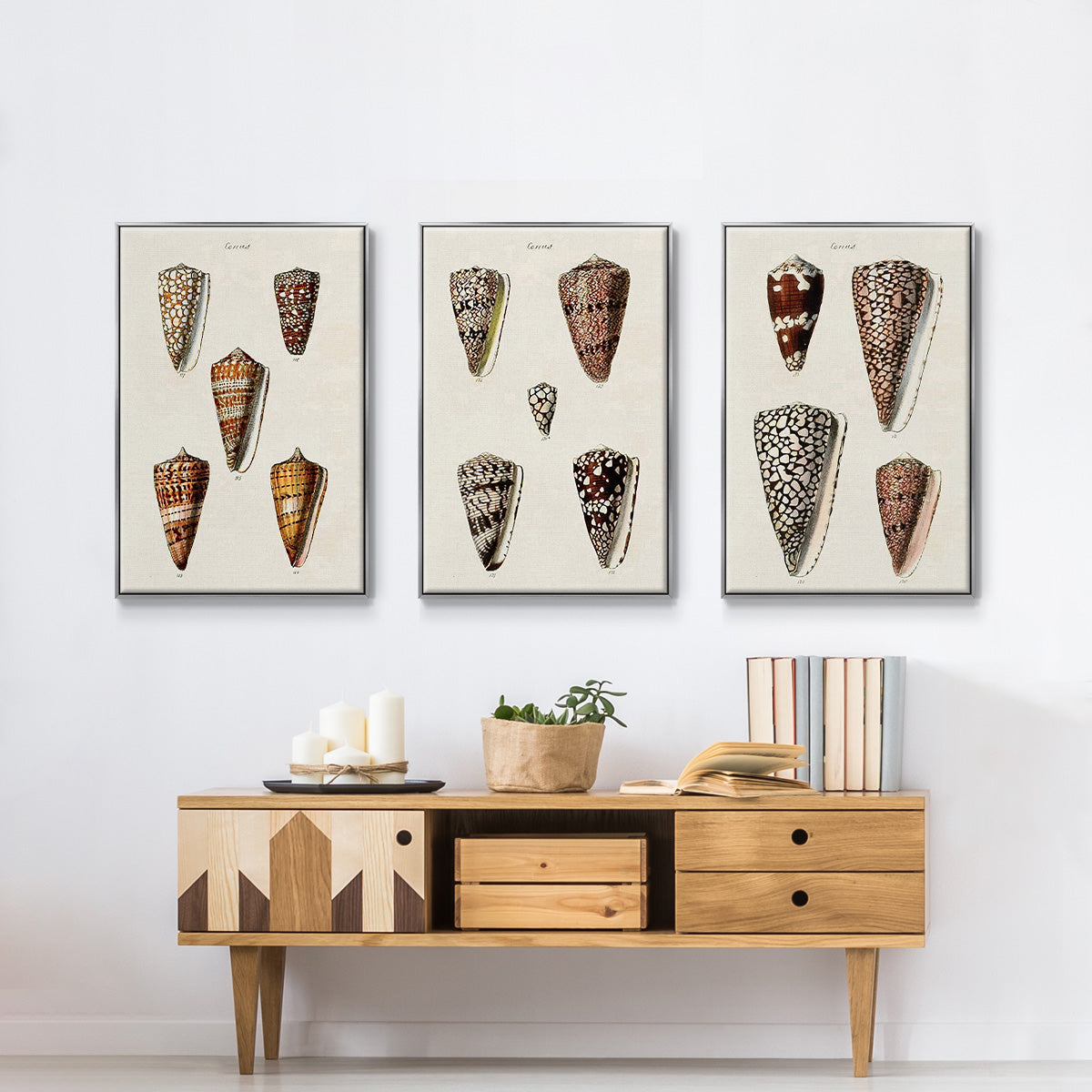 Cone Shell Collection I - Framed Premium Gallery Wrapped Canvas L Frame 3 Piece Set - Ready to Hang