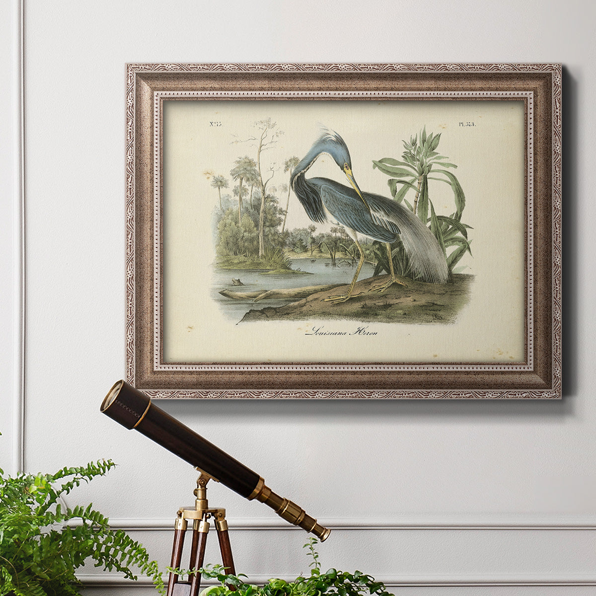 Audubons Louisiana Heron Premium Framed Canvas- Ready to Hang