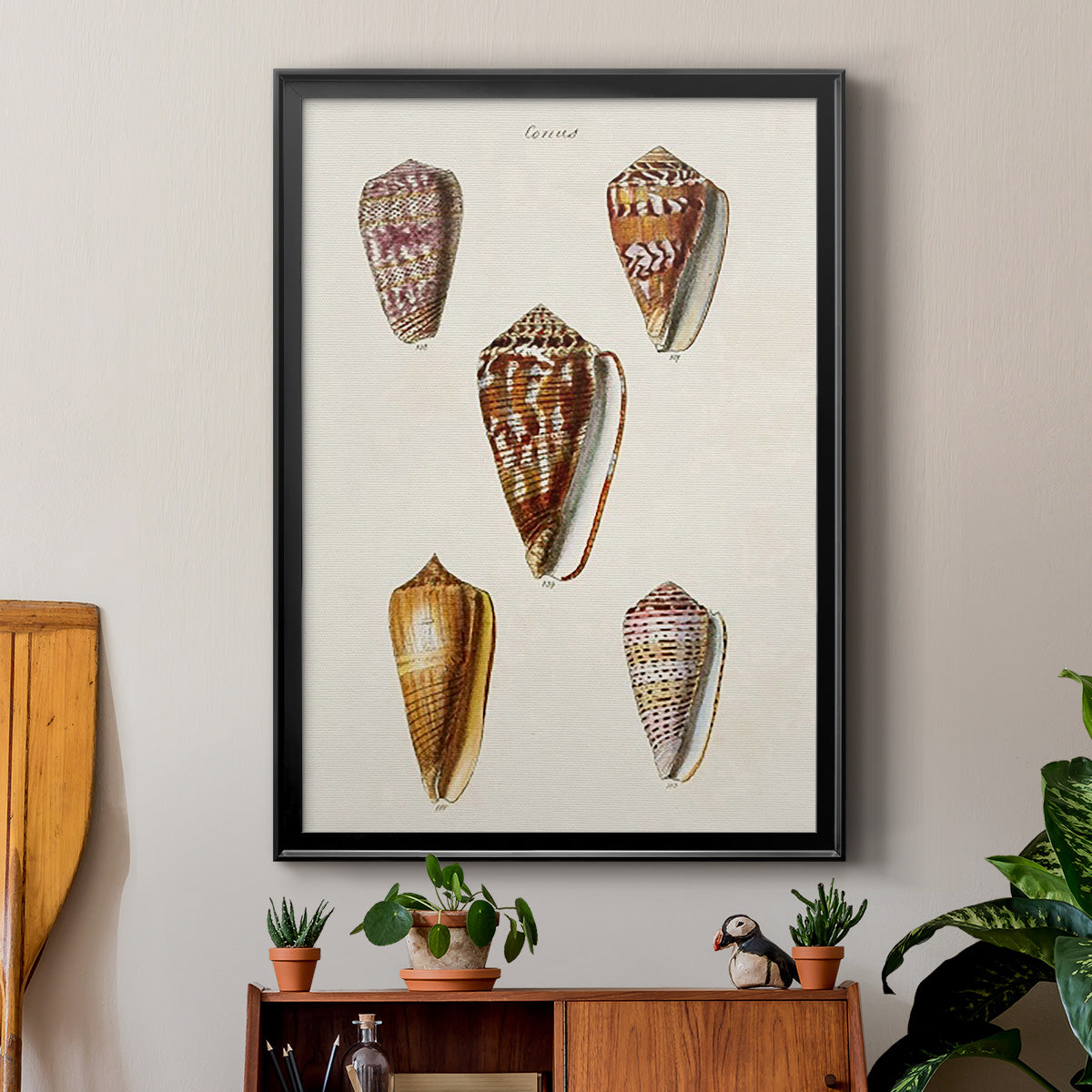 Cone Shell Collection VI - Modern Framed Canvas Print