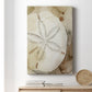 Dry Sand Dollar I Premium Gallery Wrapped Canvas - Ready to Hang