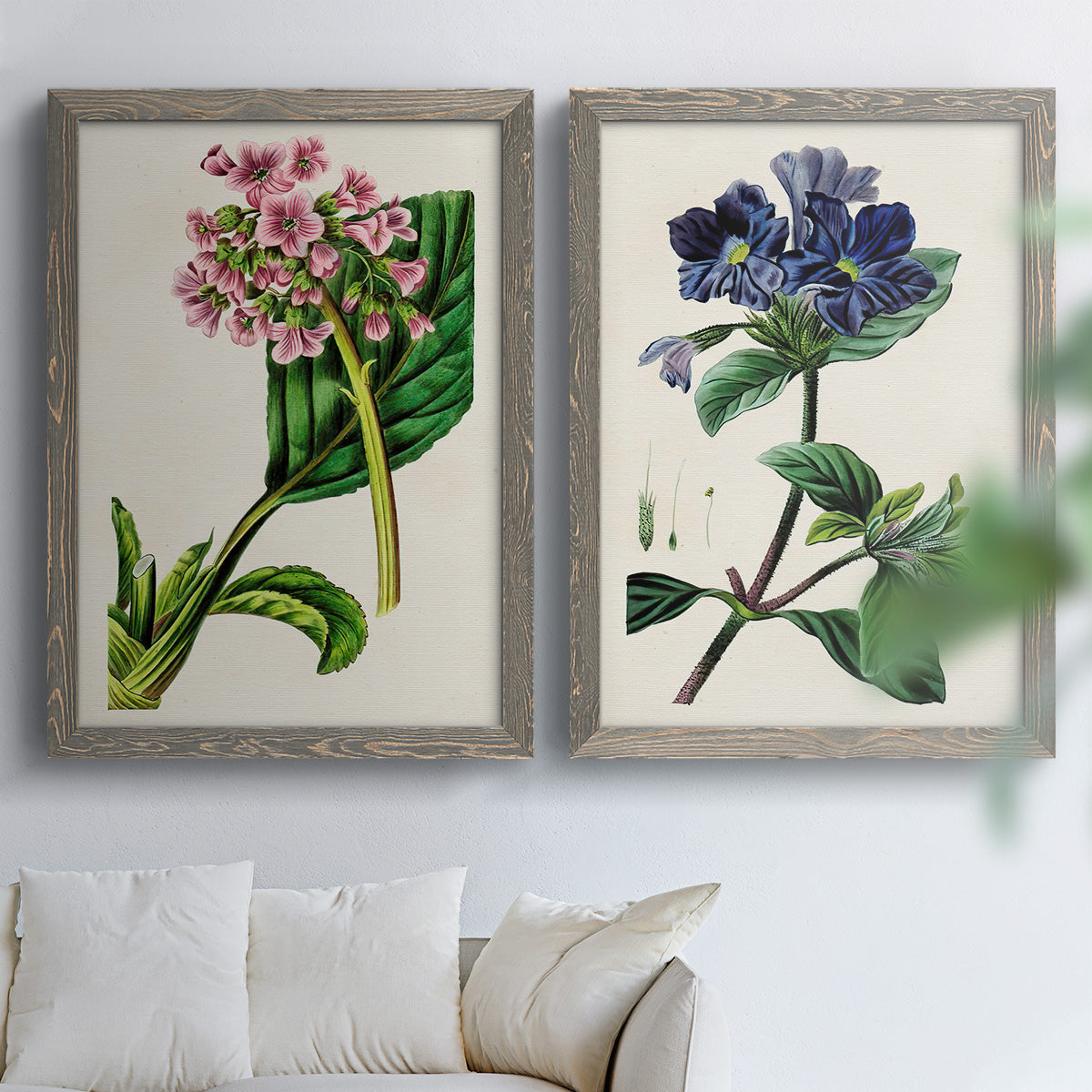 Set of two gray barnwood framed canvas prints depicting detailed blossoms, leaves, roots, and archival cream grounds arranged across two complementary compositions above a sofa in a bright living space.