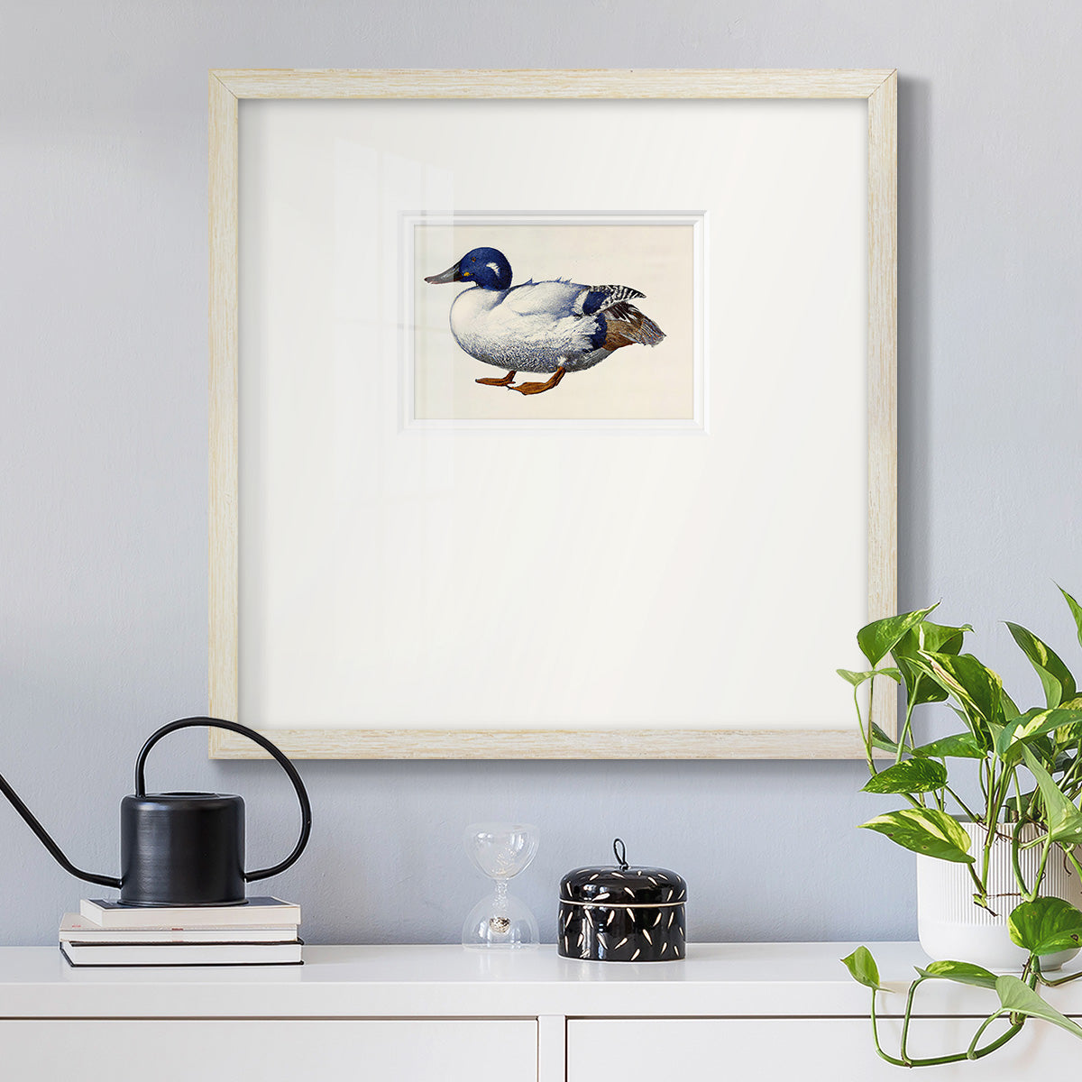 White and Blue Mallard Premium Framed Print Double Matboard