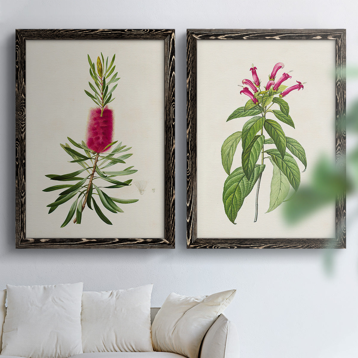 Set of two black barnwood framed canvas prints depicting peonies thistles leafy stems and archival cream paper arranged across two complementary compositions above a sofa in a bright living space.