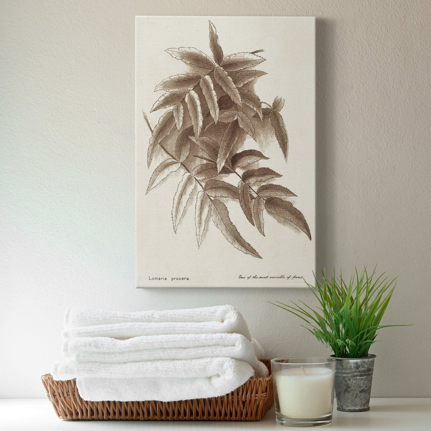 Sepia Fern Varieties IV Premium Gallery Wrapped Canvas - Ready to Hang